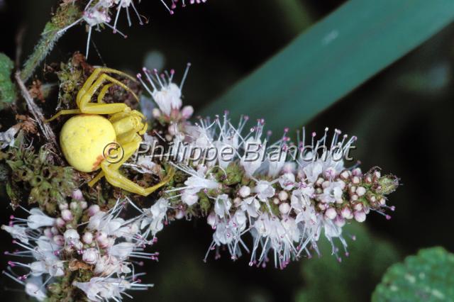 misumena vatia.JPG - Misumena vatiaThomise femelle jaune sur menthe sauvageCrab SpiderAraneae, ThomisidaeFrance